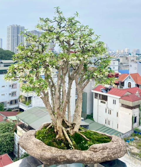 Sản phẩm Chậu bonsai