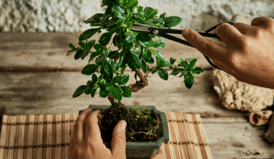 Cho thuê bonsai mini theo thời gian