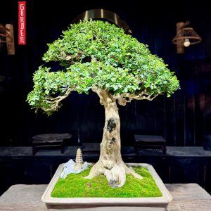 NGUYỆT QUẾ DÁNG VĂN NHÂN