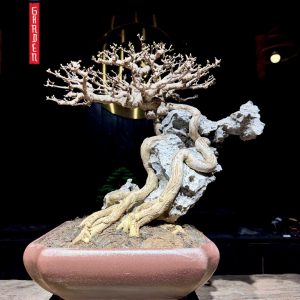 MAI CHIẾU THUỶ ÔM ĐÁ