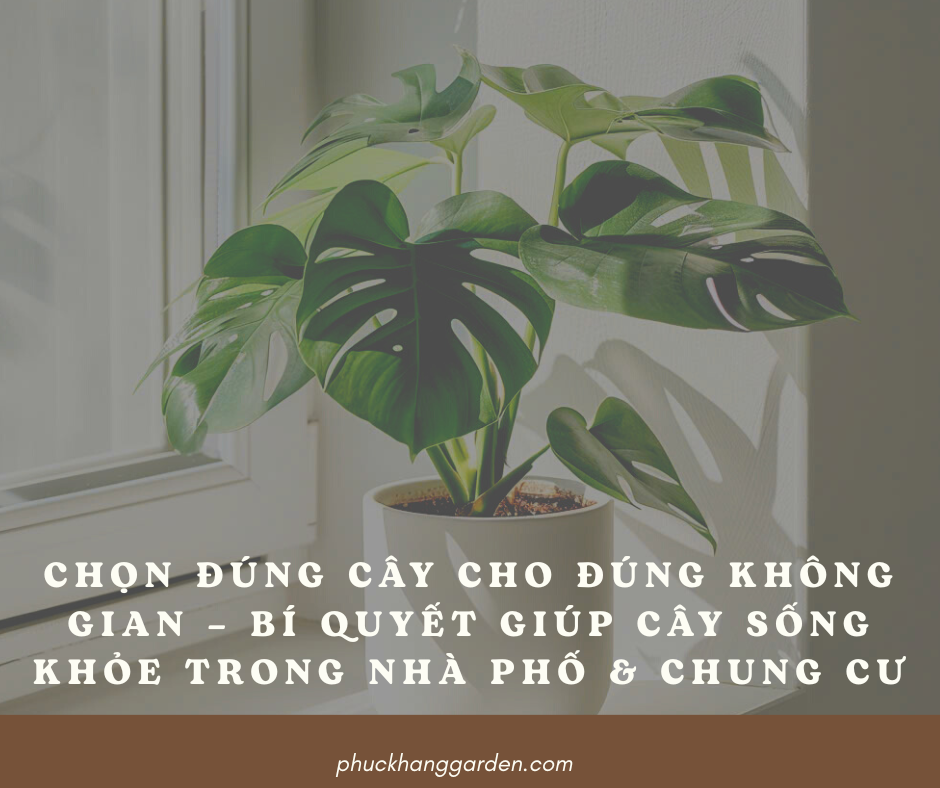 Chọn Đúng Cây Cho Đúng Không Gian – Bí Quyết Giúp Cây Sống Khỏe Trong Nhà Phố & Chung Cư