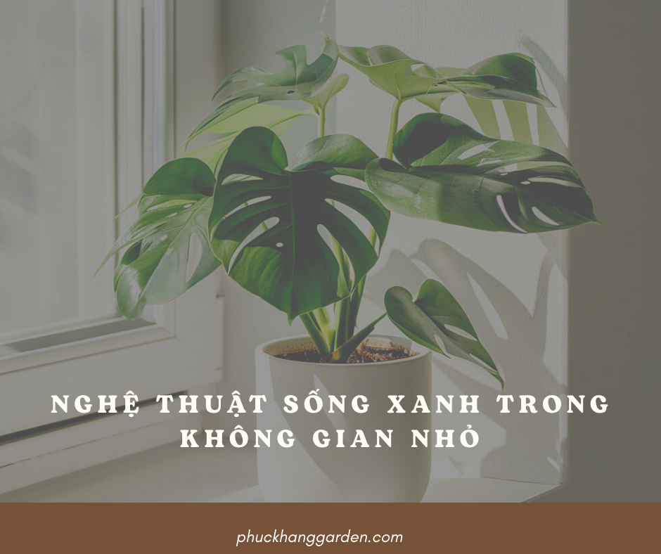 Nghệ thuật sống xanh trong không gian nhỏ: Tất cả bắt đầu từ một chậu cây