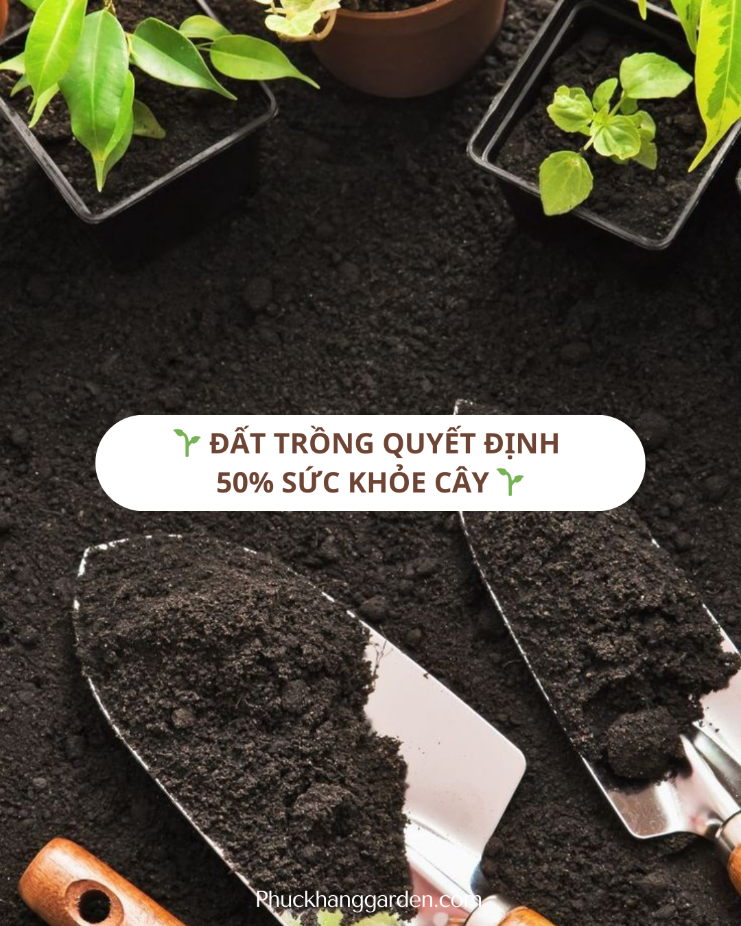 Đất trồng quyết định 50% sức khỏe cây