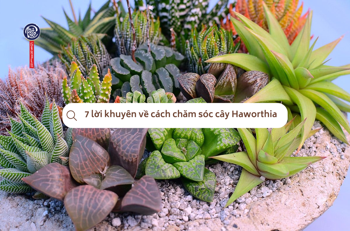7 lời khuyên về cách chăm sóc cây Haworthia
