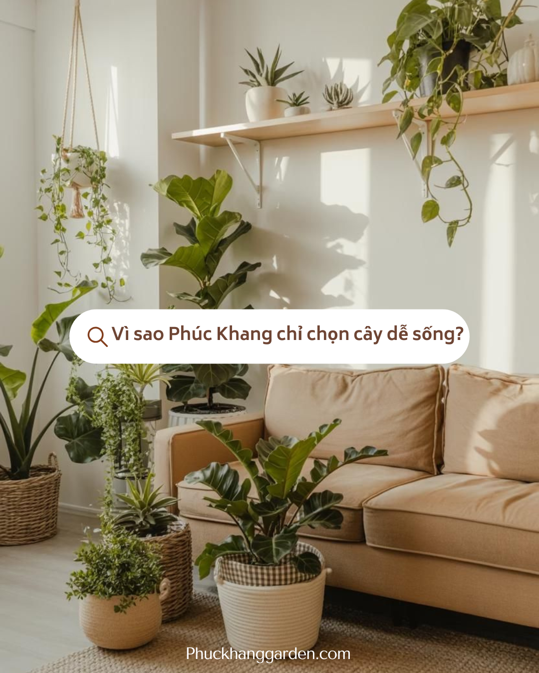 Vì sao Phúc Khang chỉ chọn cây dễ sống?