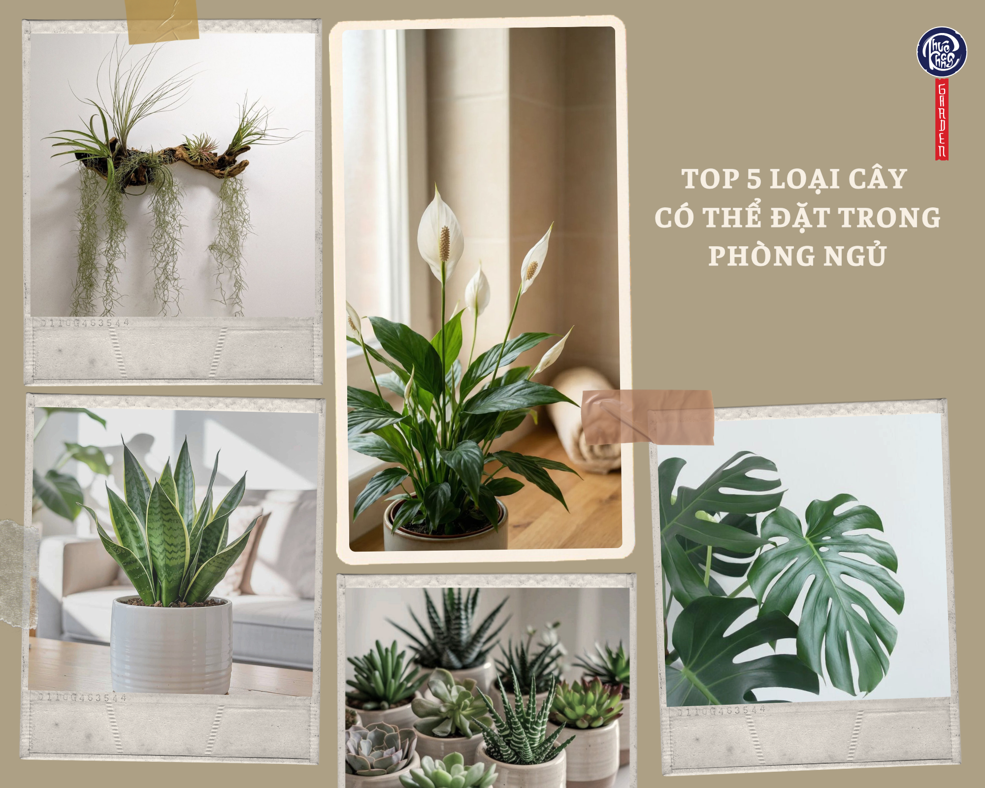 Top 5 loại cây có thể đặt trong phòng ngủ