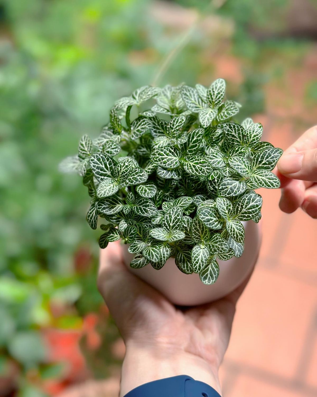 Cây Cẩm Nhung
