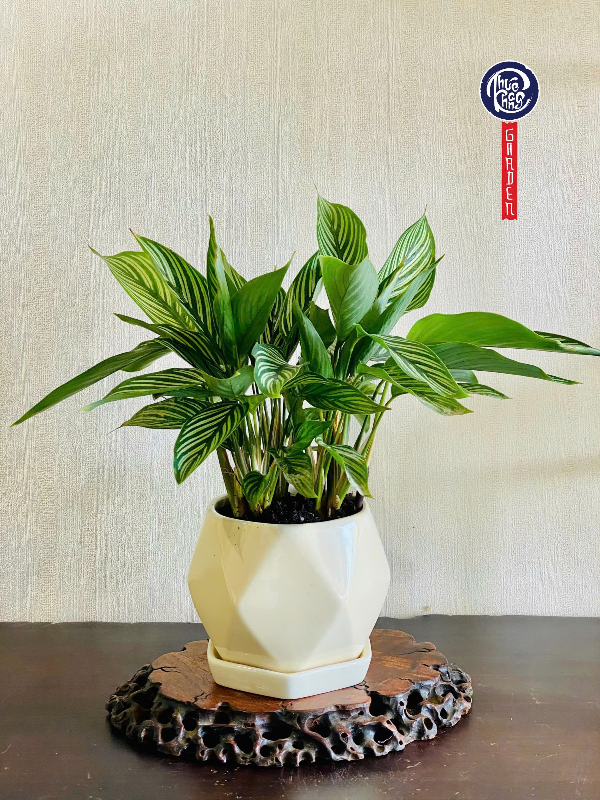 Đuôi công sọc trắng