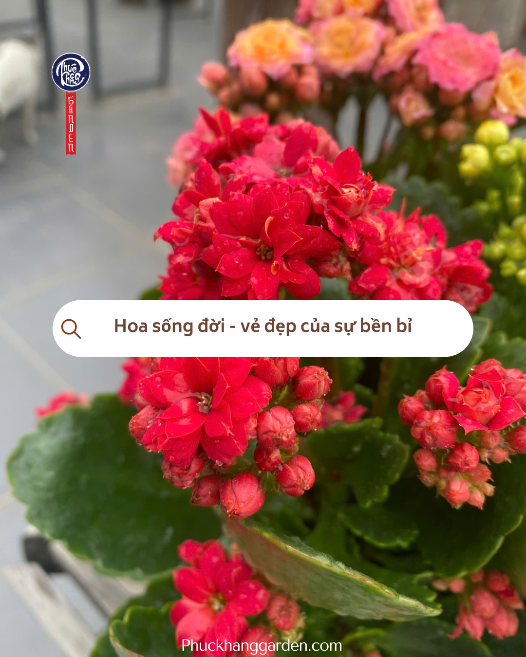 Hoa sống đời – vẻ đẹp của sự bền bỉ