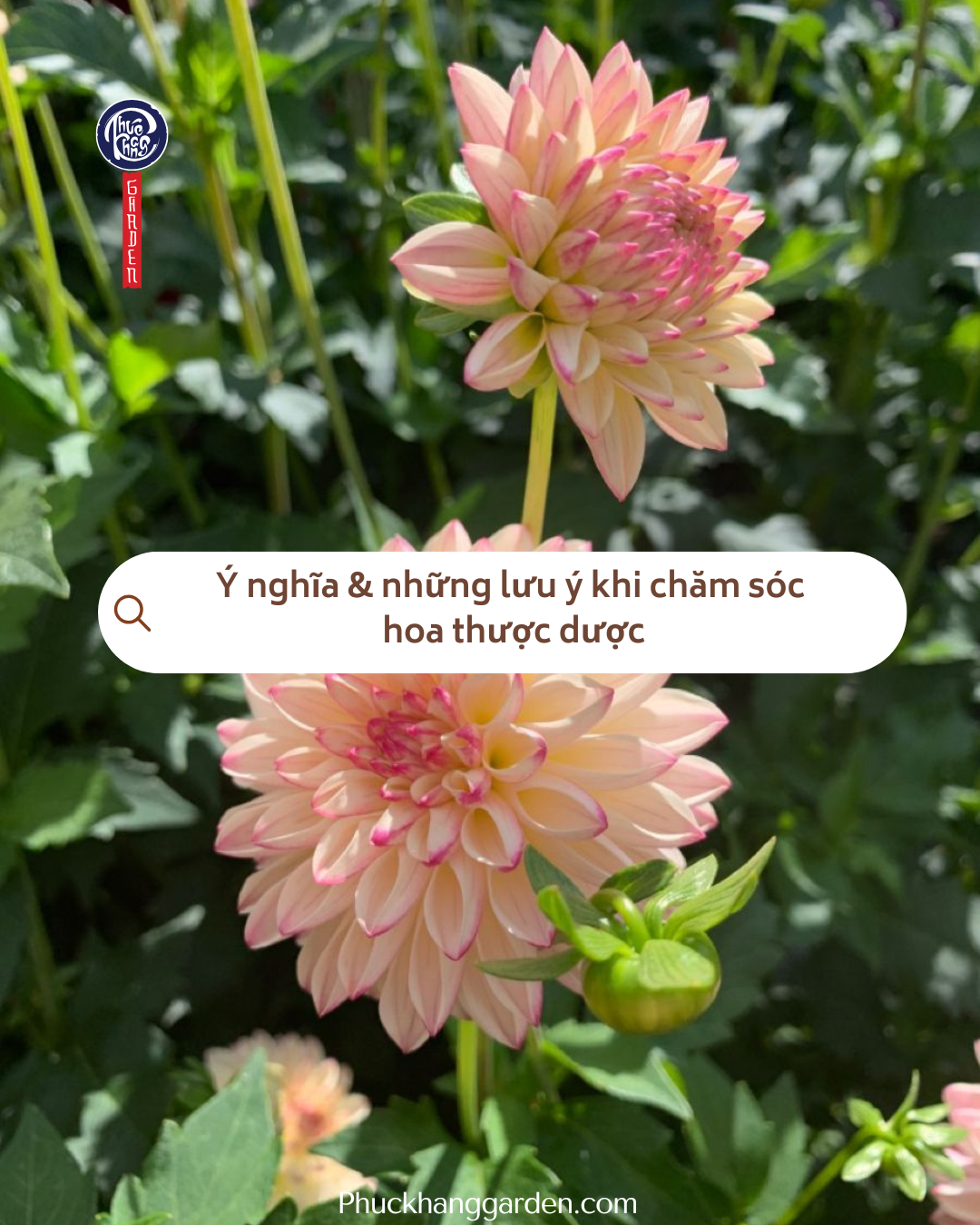 Ý nghĩa & những lưu ý khi chăm sóc hoa thược dược