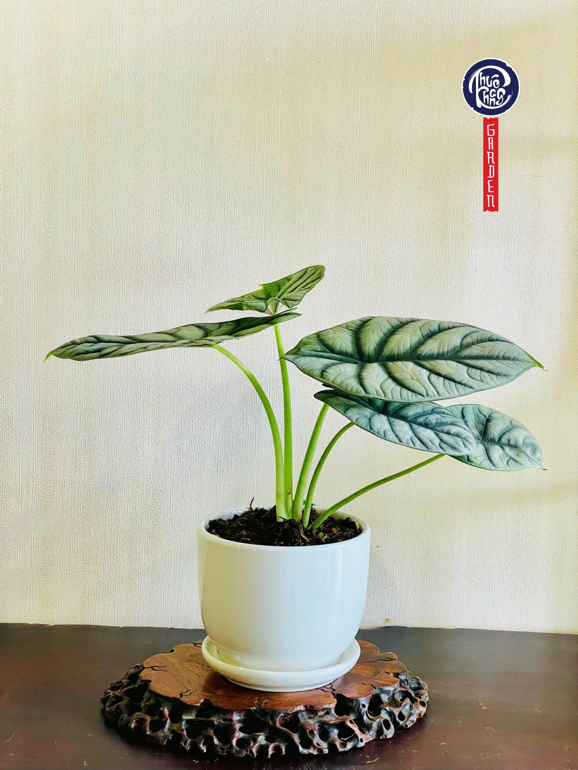 Môn Rồng Bạc