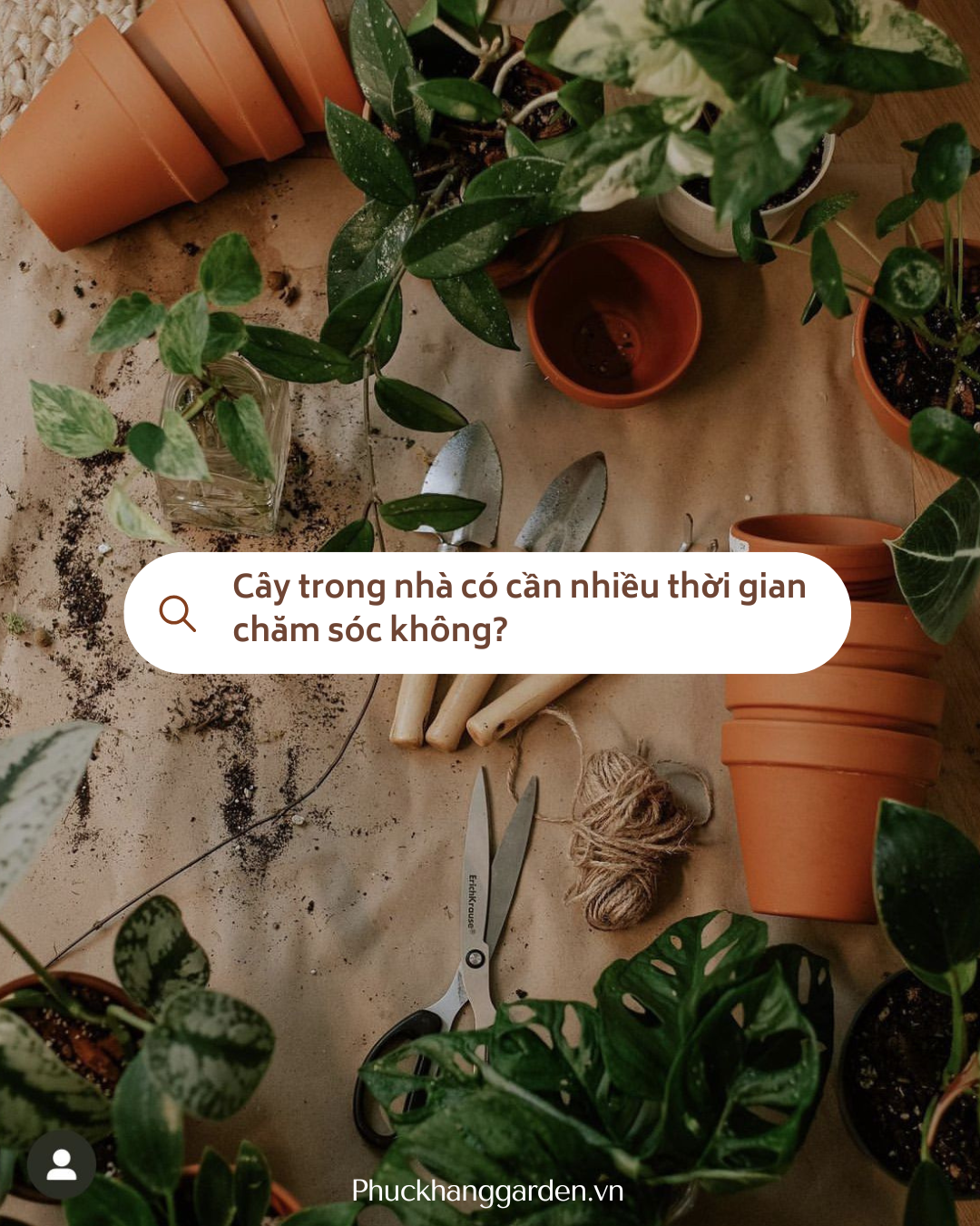 Cây trong nhà có cần nhiều thời gian chăm không?