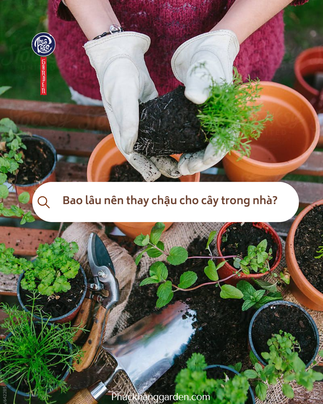Bao lâu nên thay chậu cho cây trong nhà?