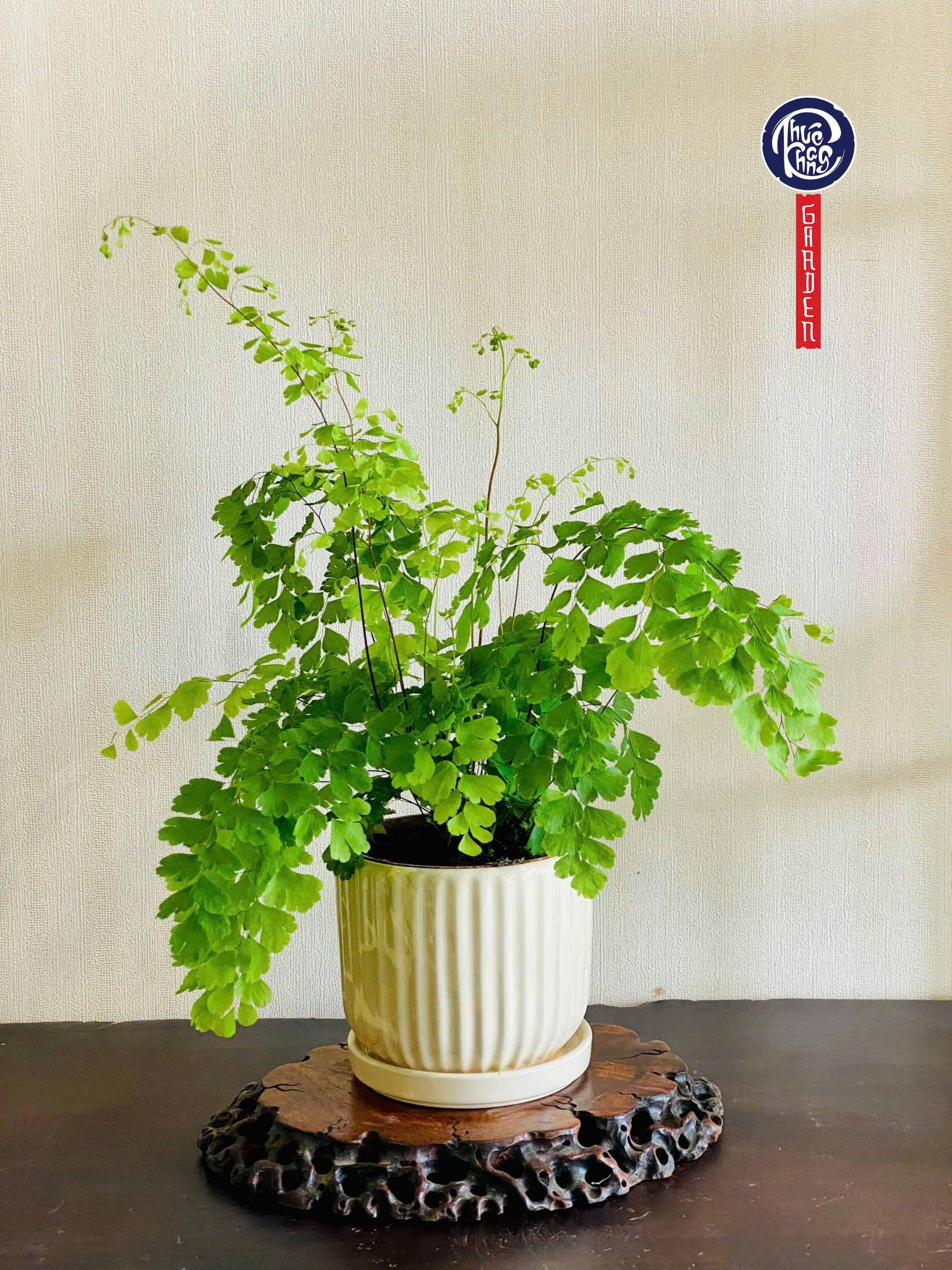 Cây Tóc thần vệ nữ