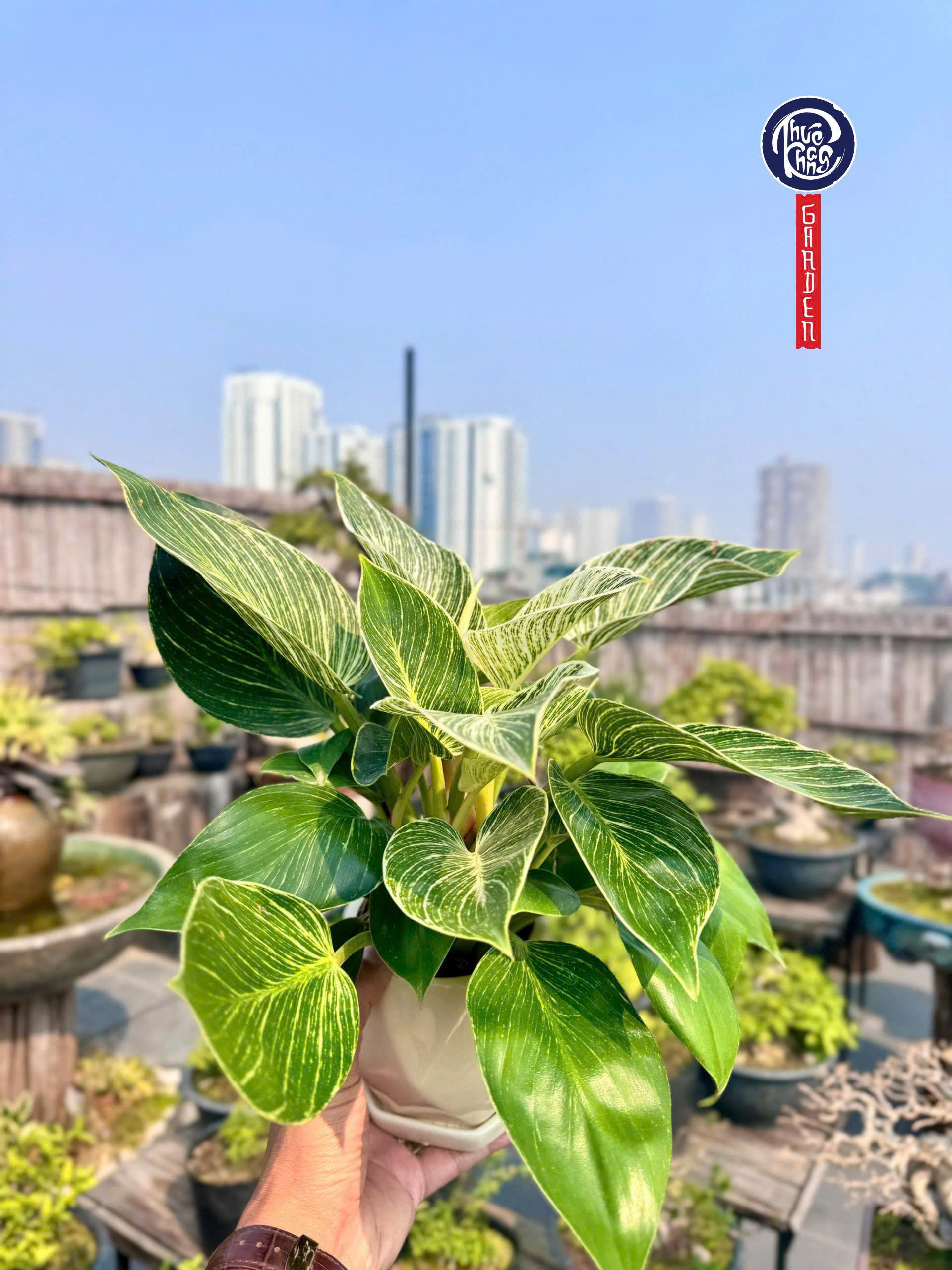 trầu bà kim cương
