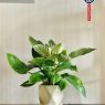 trầu bà kim cương1