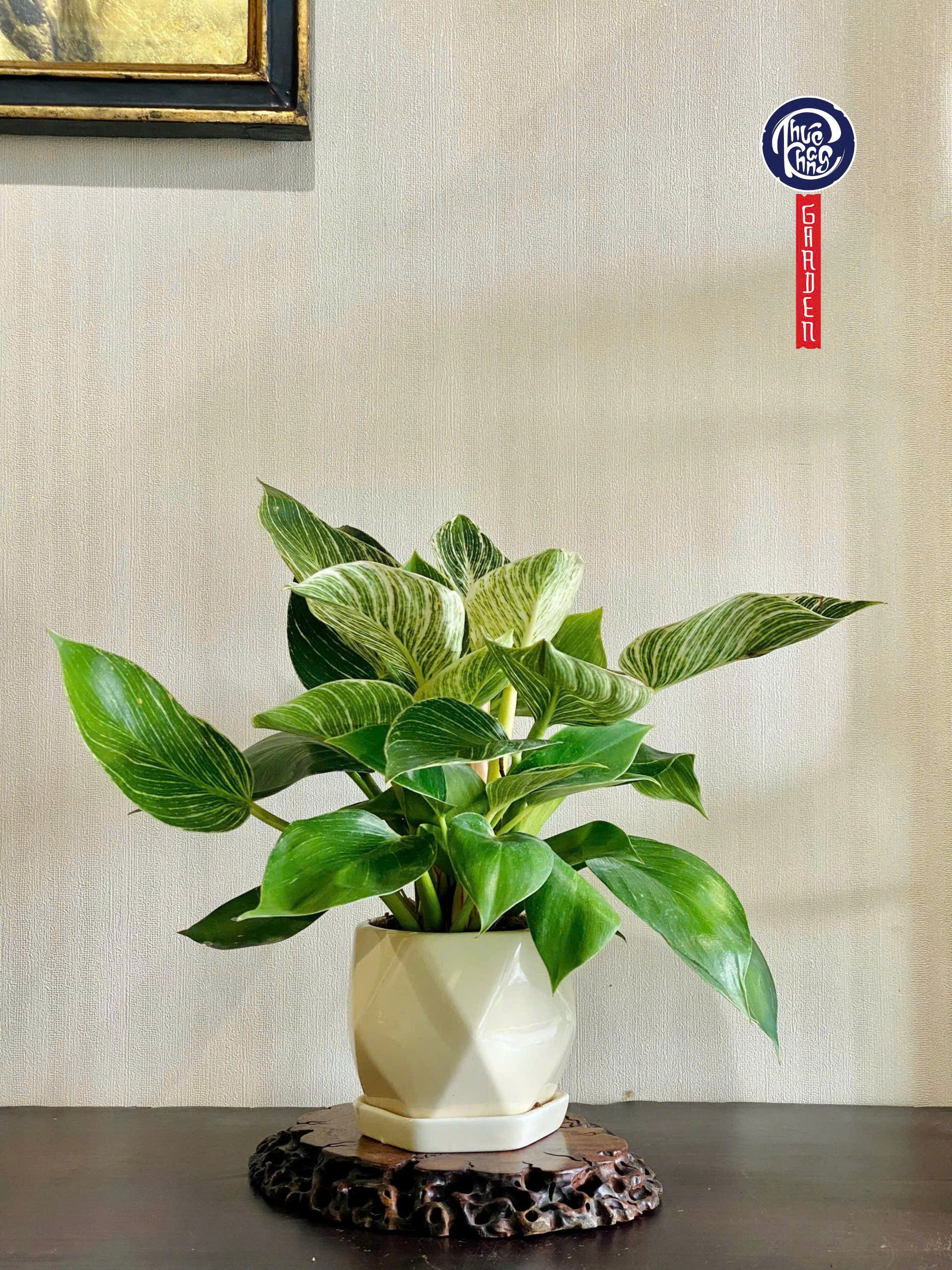 Trầu bà kim cương