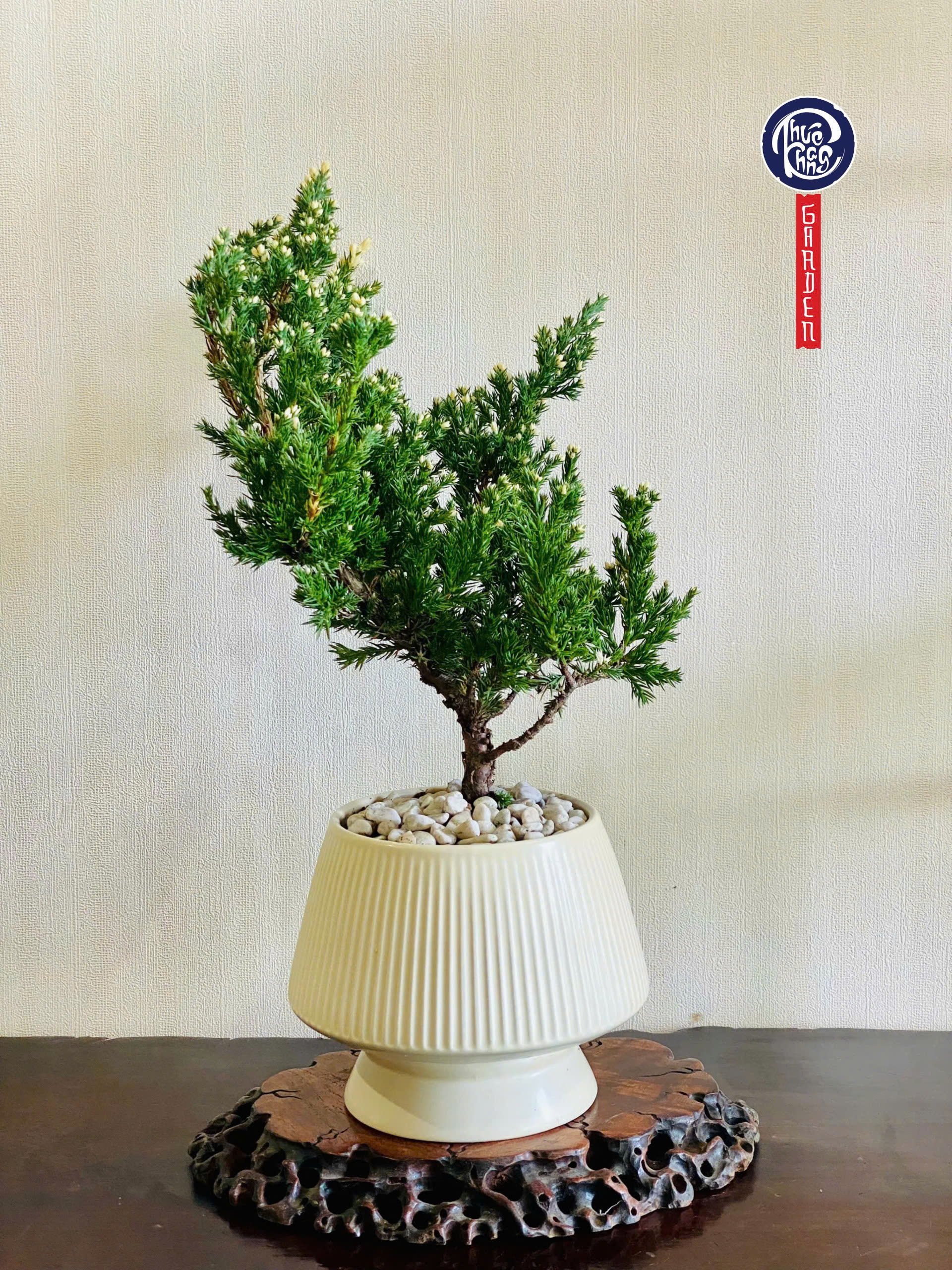 Tuyết Tùng