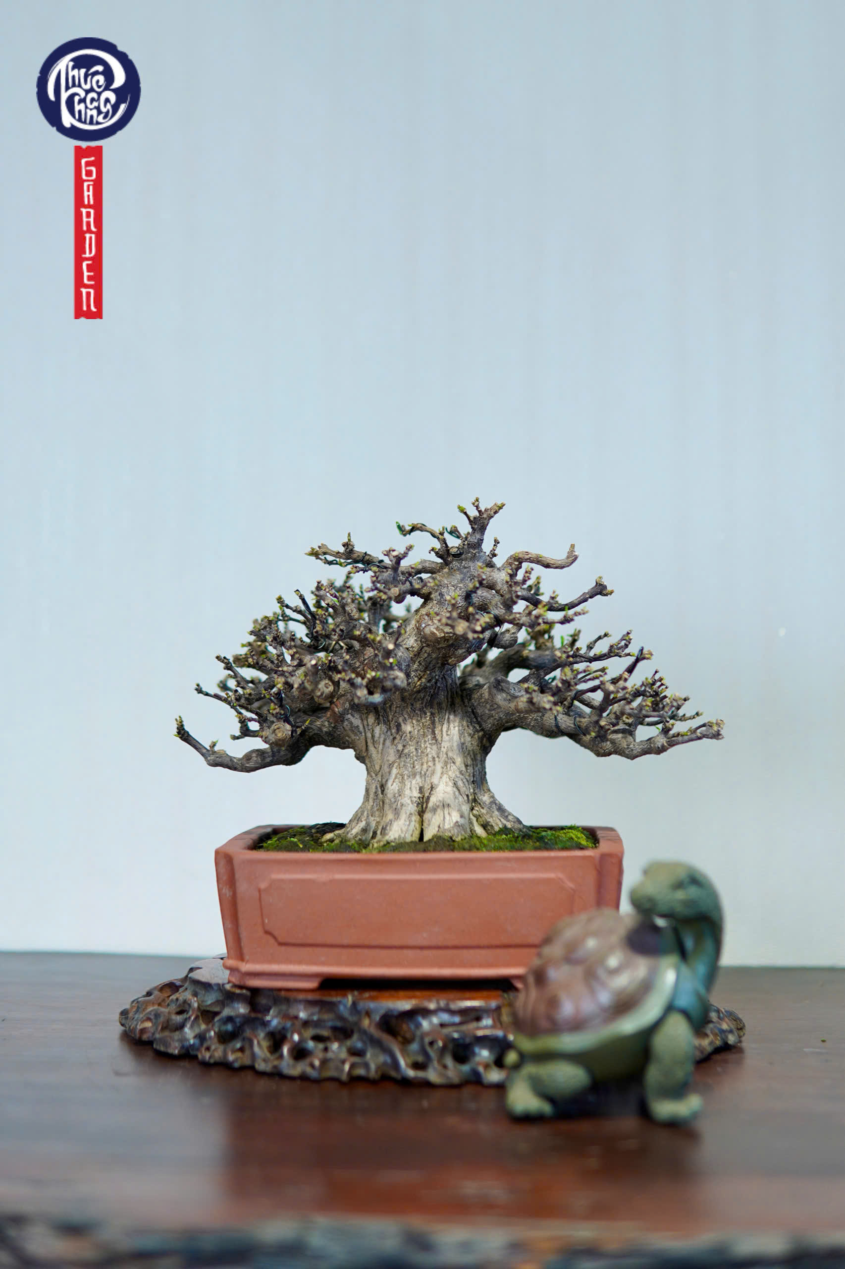 Mai chiếu thuỷ da đen lá lớn