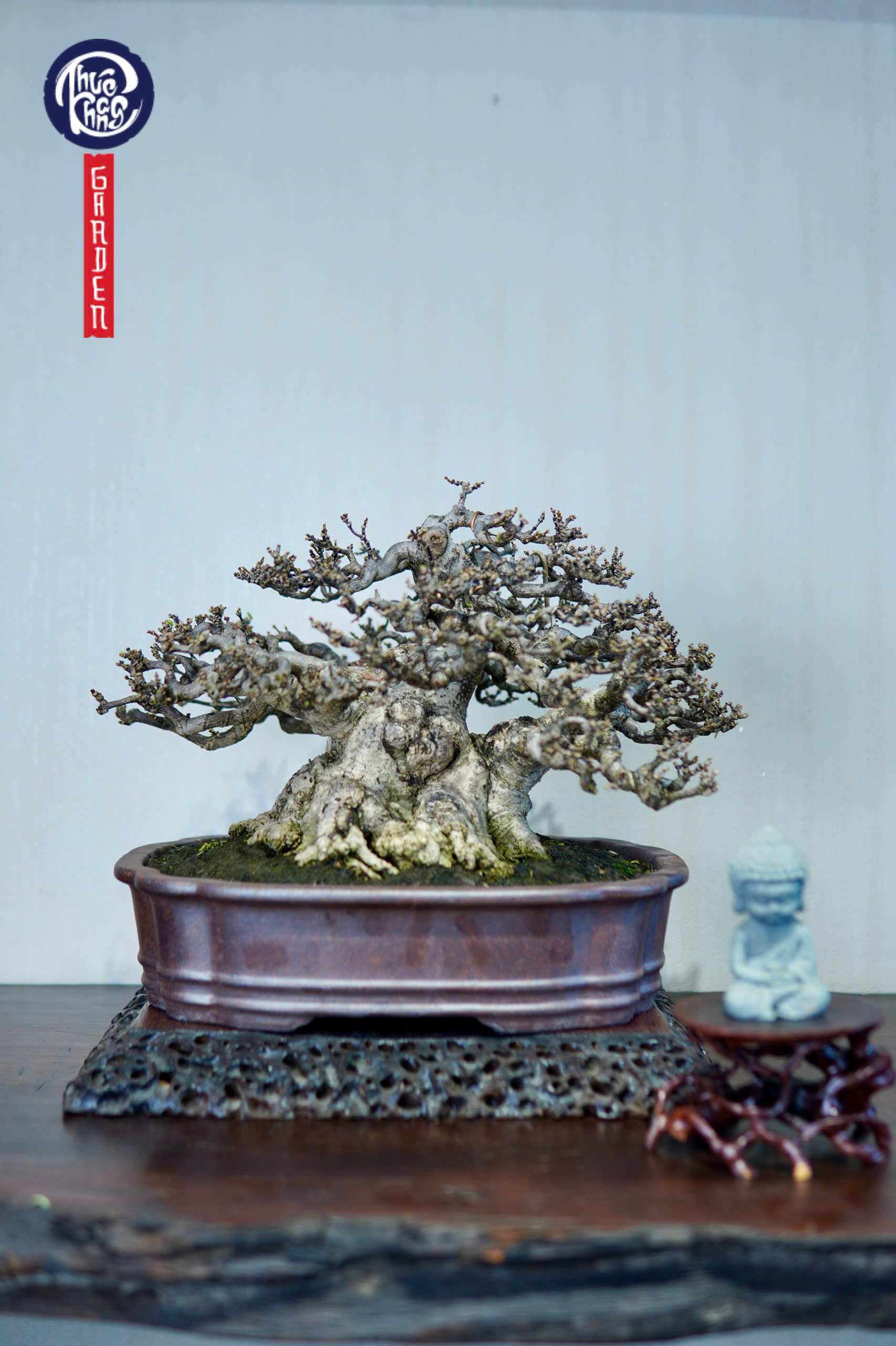 Mai chiếu thuỷ da đen lá lớn