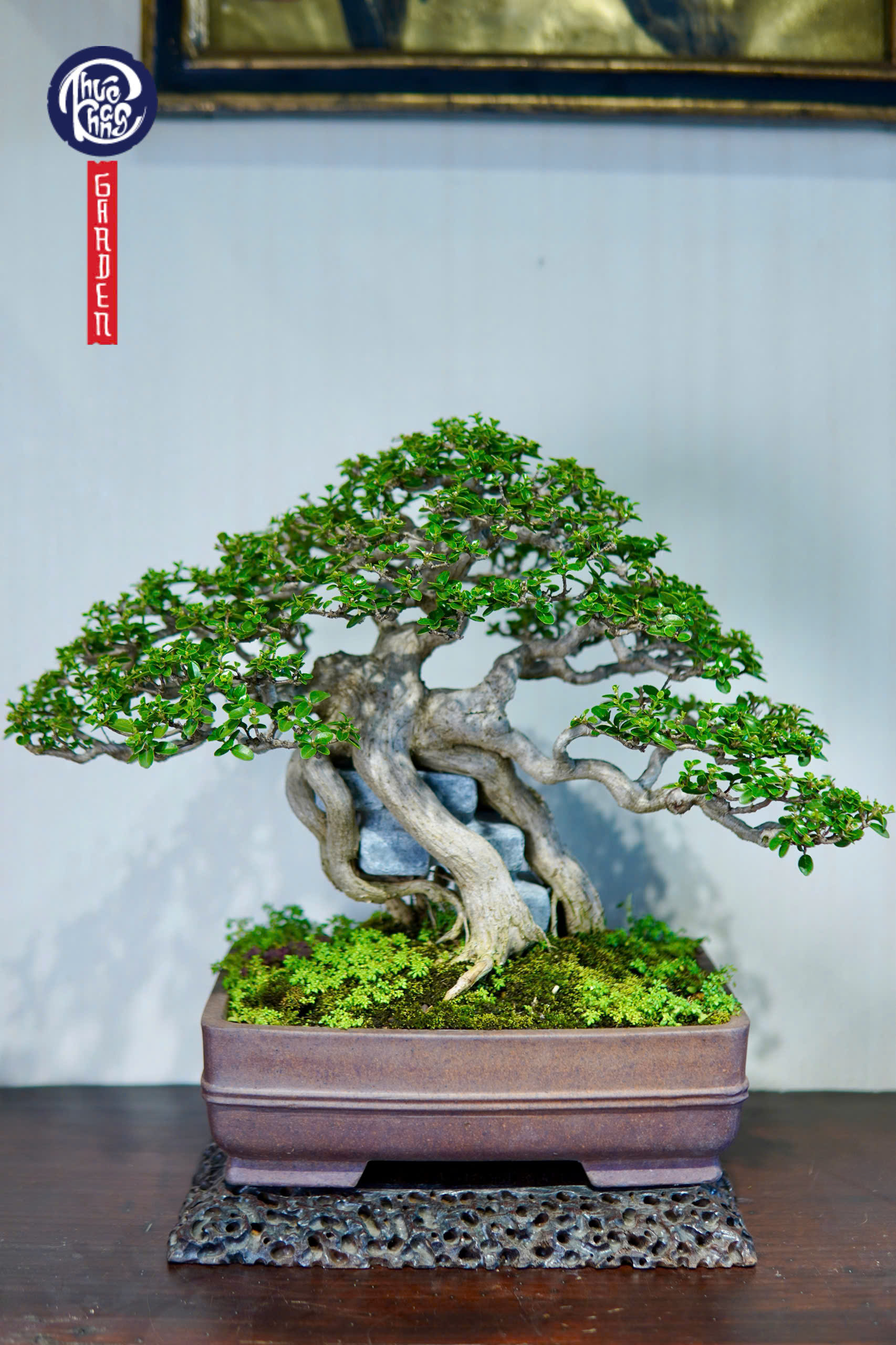 Sam hương ôm đá