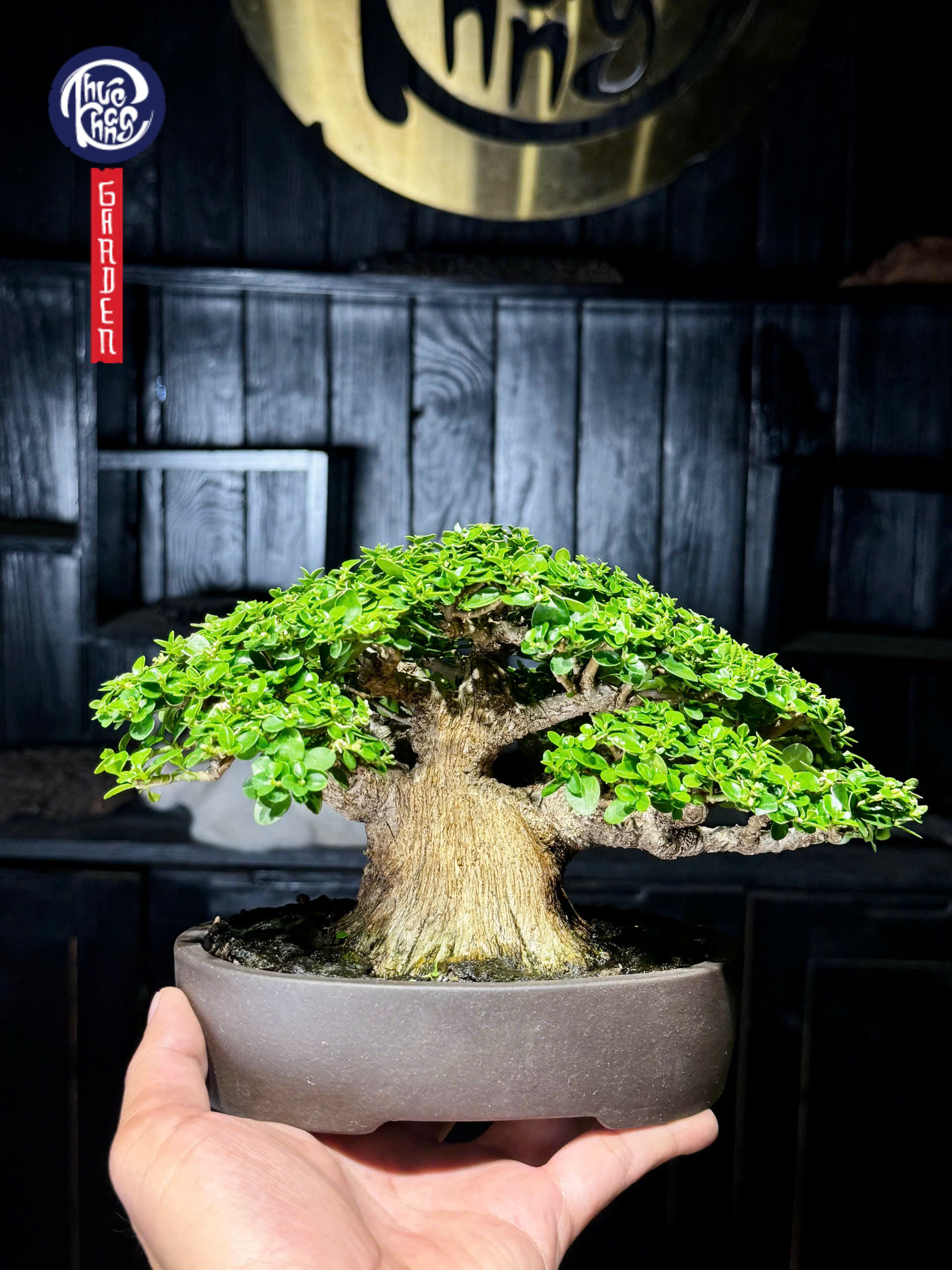 Sam hương – SH2606