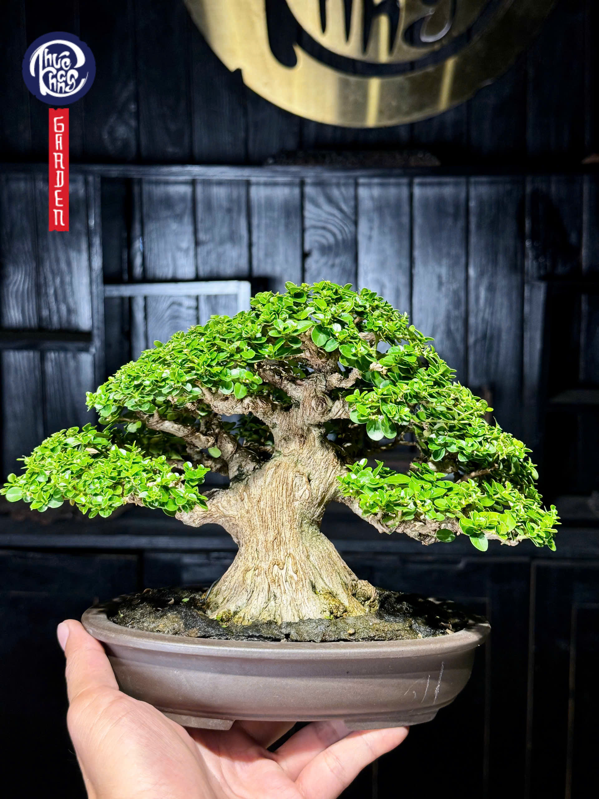 Sam hương – SH2603