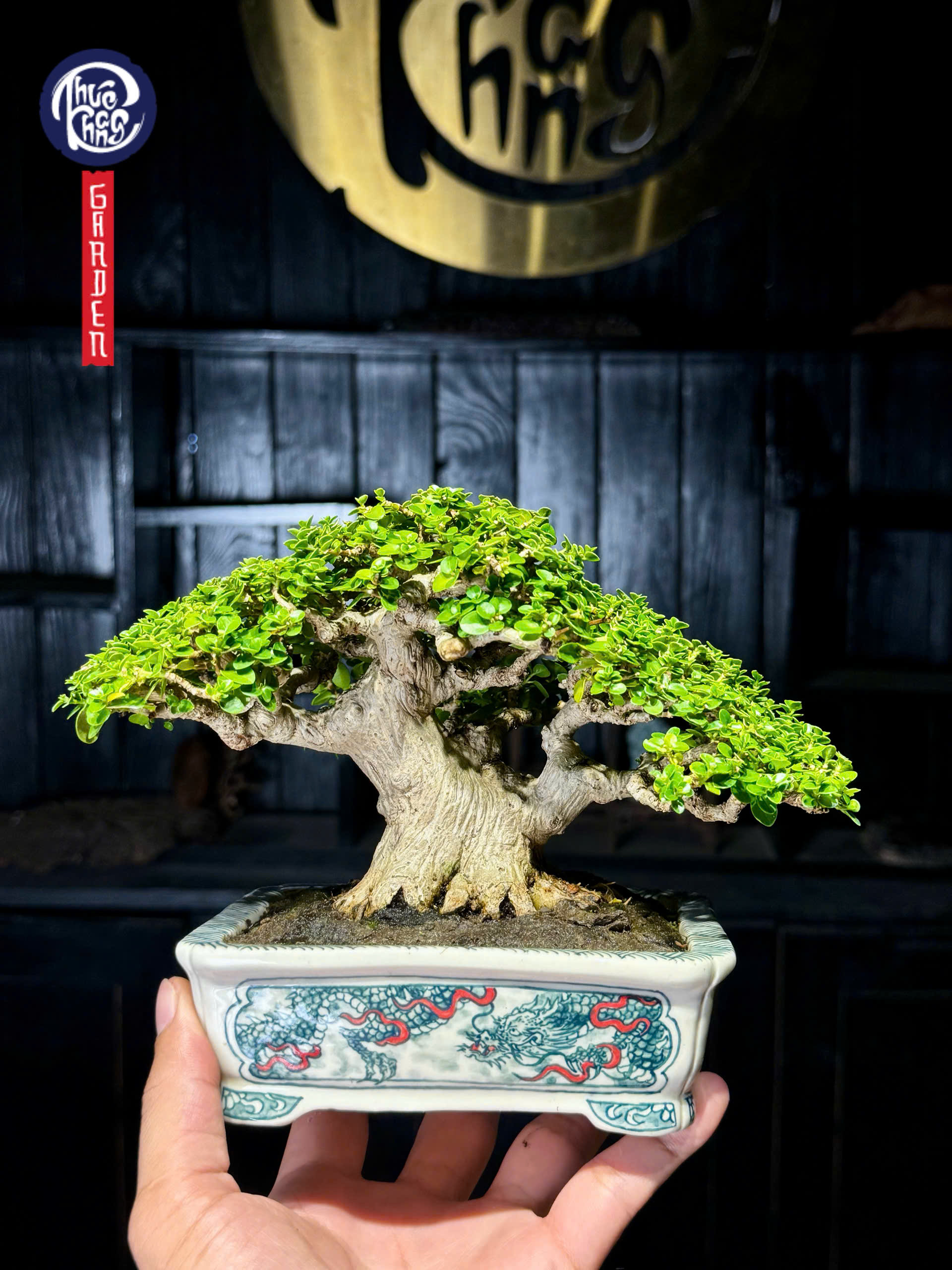 Sam Hương – SH2602