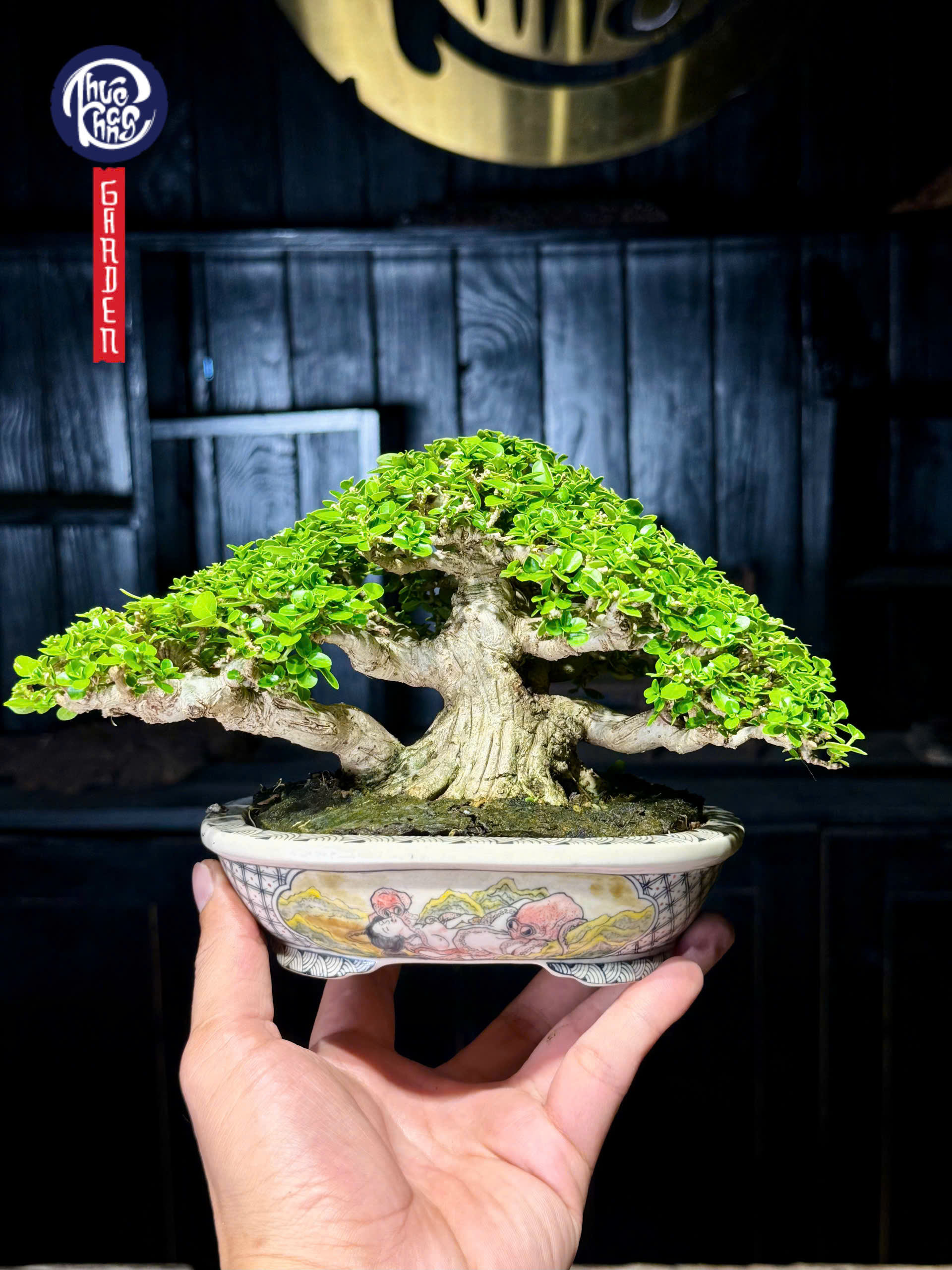 Sam hương – SH2601