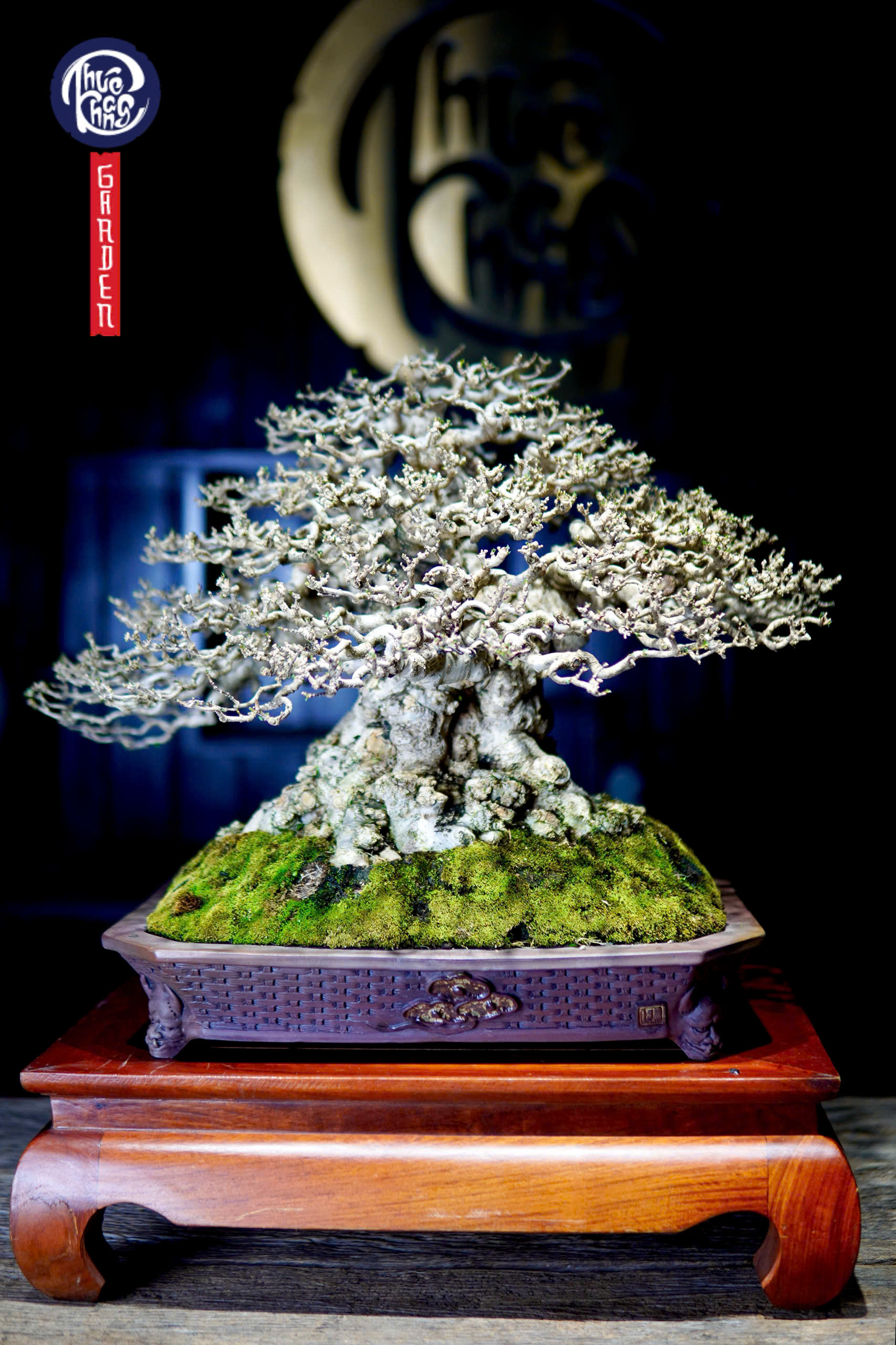 Mai chiếu thuỷ da đen lá lớn