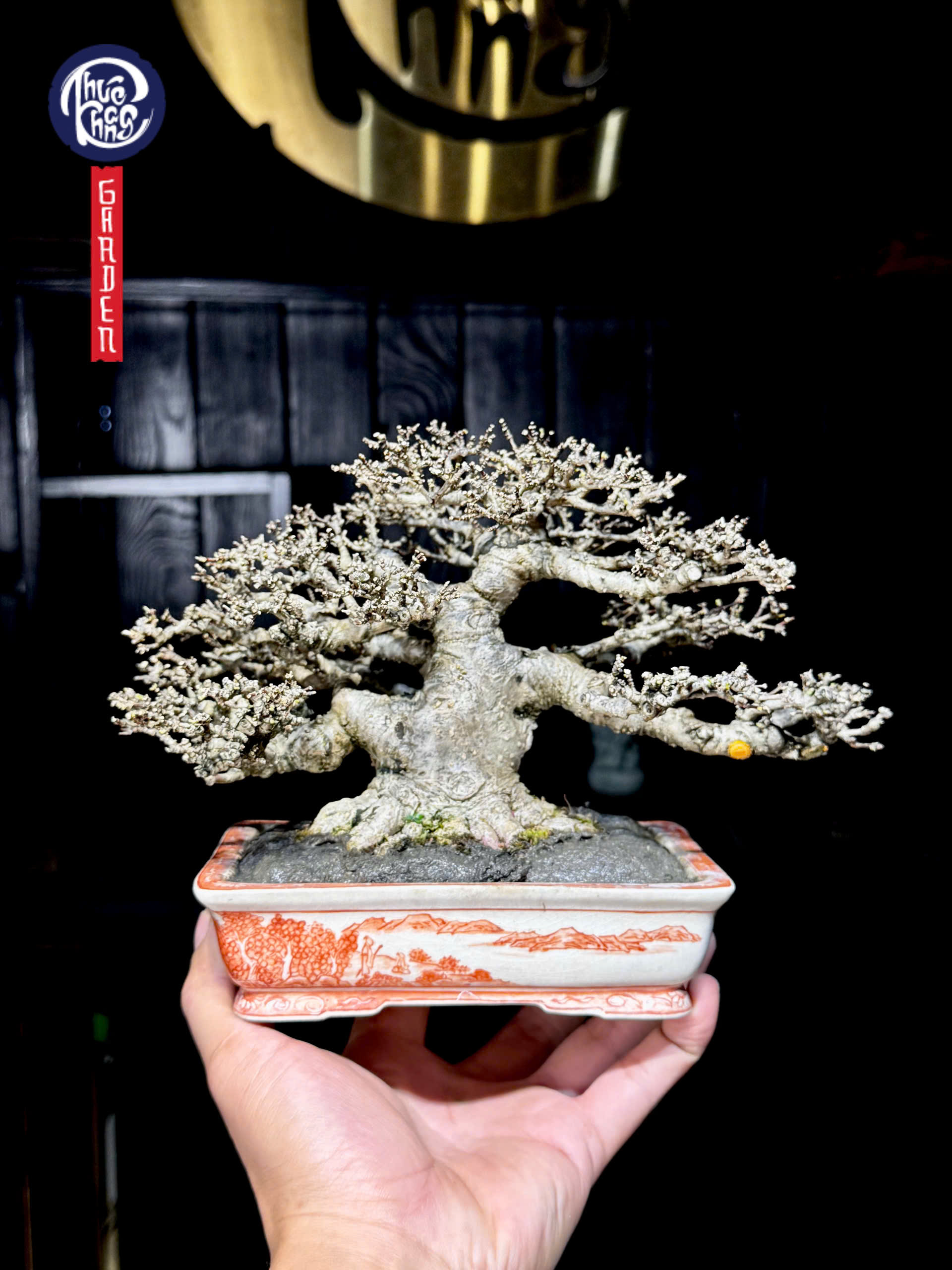 Mai chiếu thuỷ lá trung